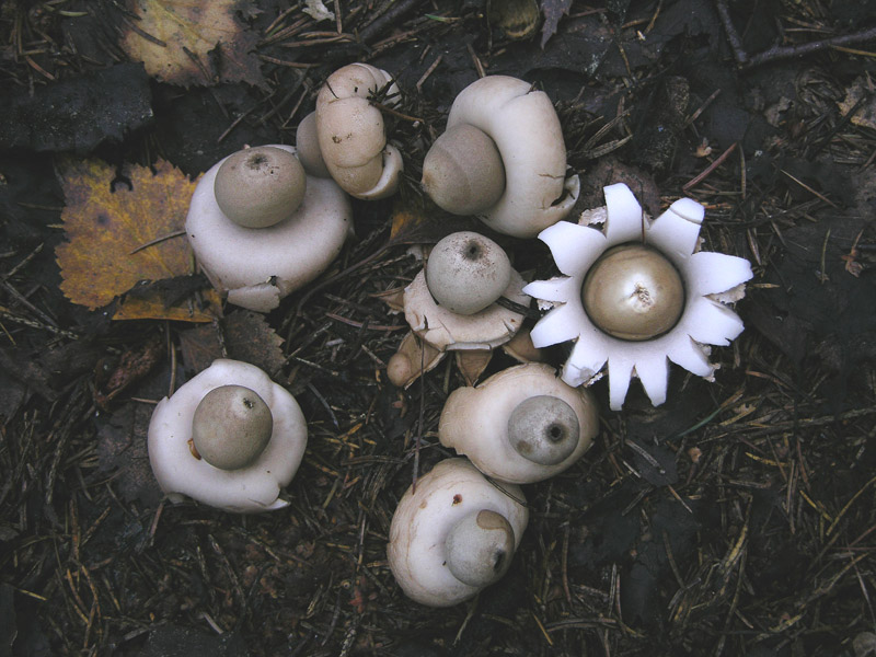 Geastrum fimbriatum